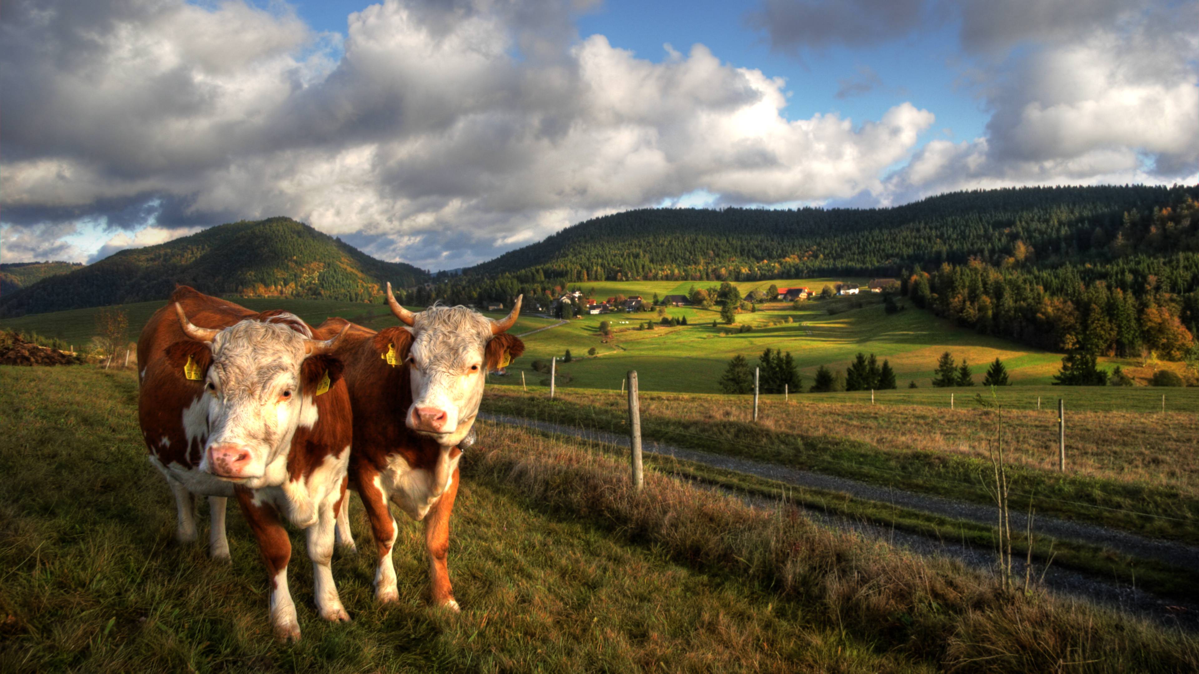 Kühe auf der Wiese mit Blick in den Schwarzwald