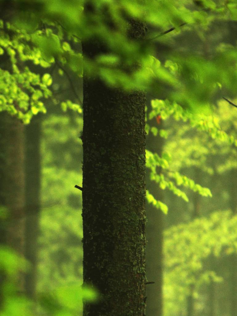 Wald Detailaufnahme