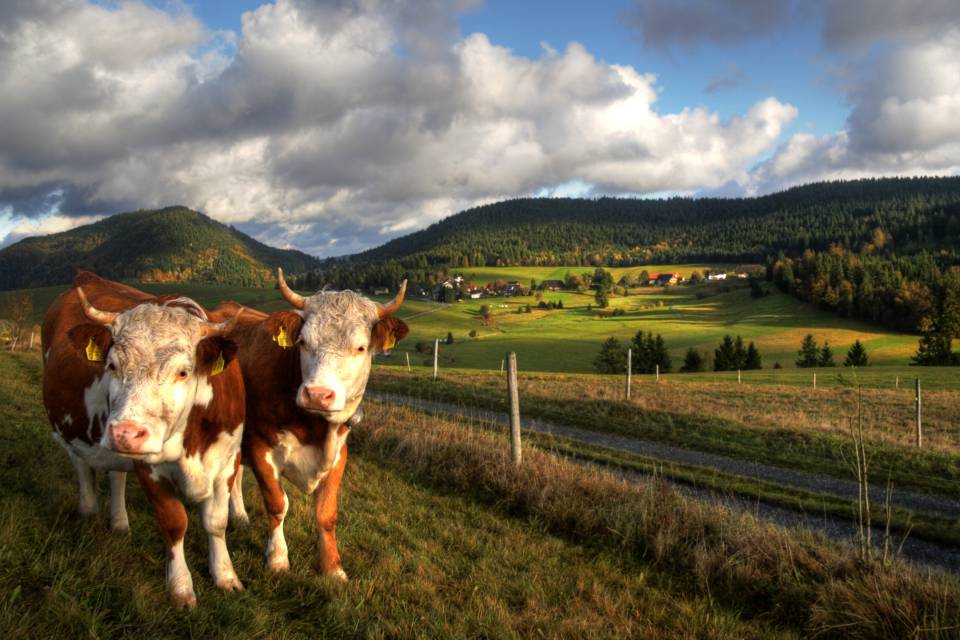 Kühe auf der Wiese mit Blick in den Schwarzwald