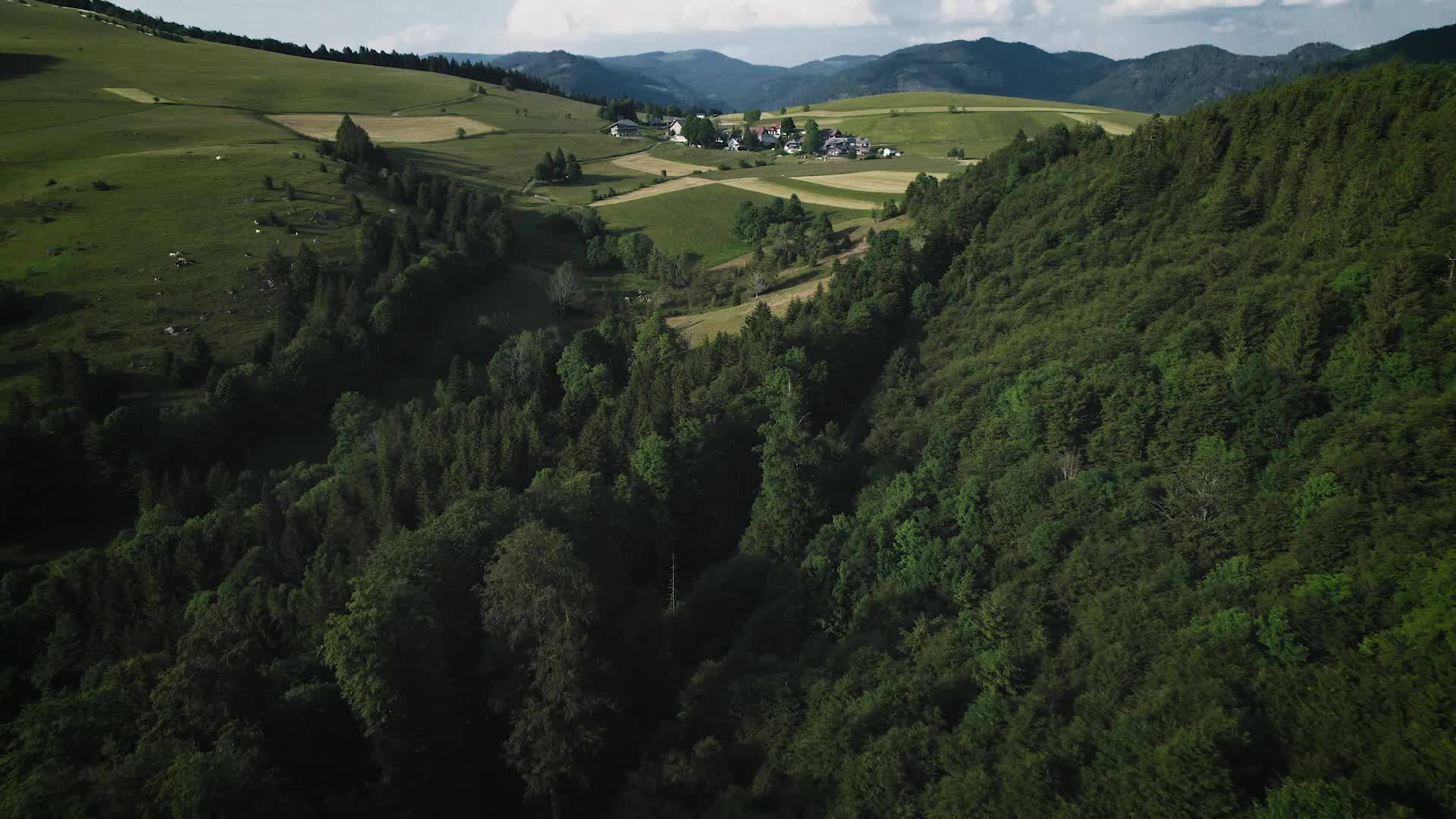 derWaldfrieden Video